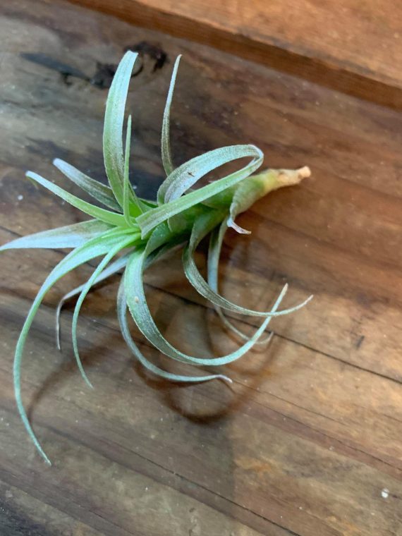 Tillandsia nana