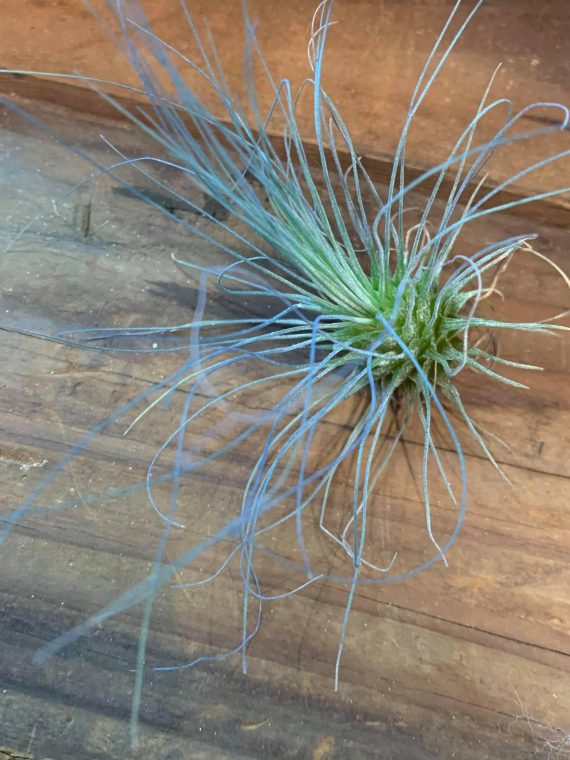 Tillandsia fuchsii