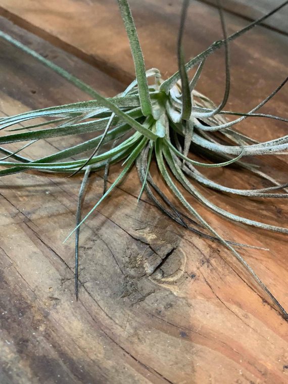 Tillandsia houston