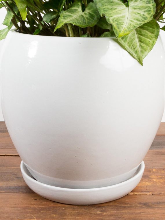 Rounded Planter With Attached Saucer