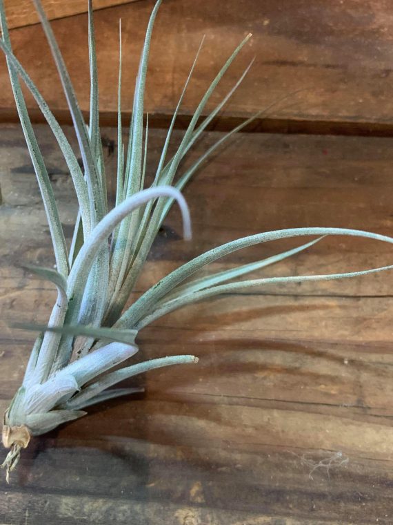 Tillandsia vernicosa