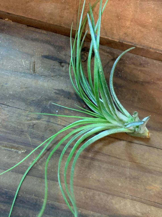 Tillandsia stricta