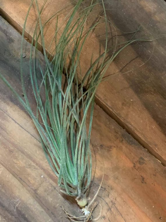 Tillandsia floribunda