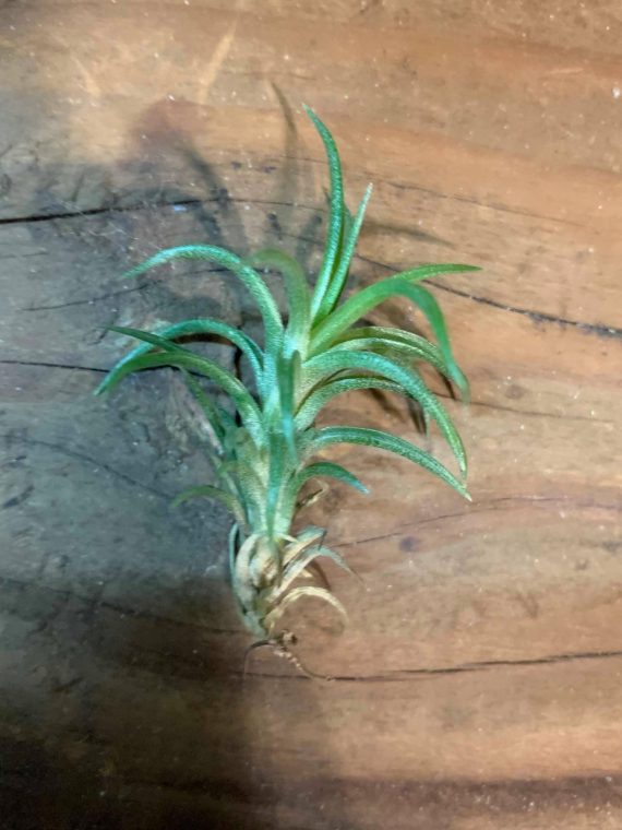 Tillandsia neglecta