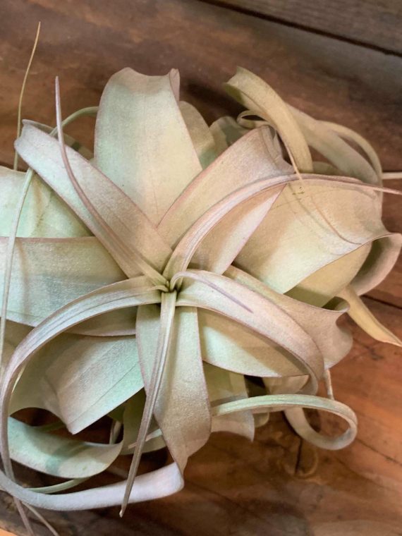 Tillandsia xerographica