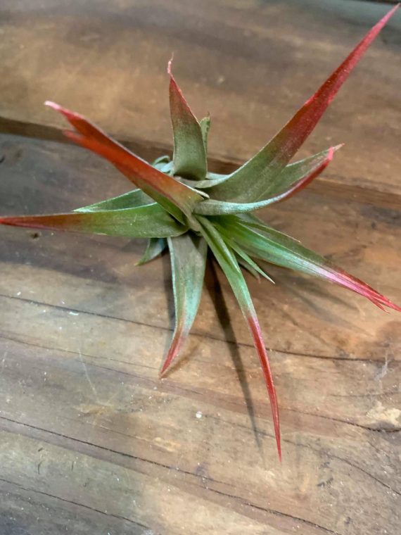 Tillandsia brachycaulos