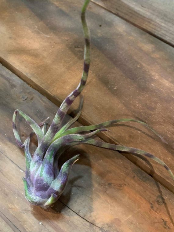 Tillandsia caput medusae