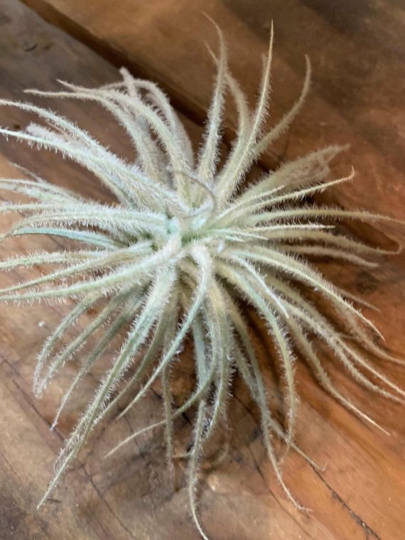 Tillandsia tectorum Equador