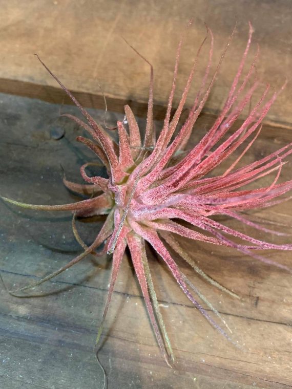 Tillandsia ionatha