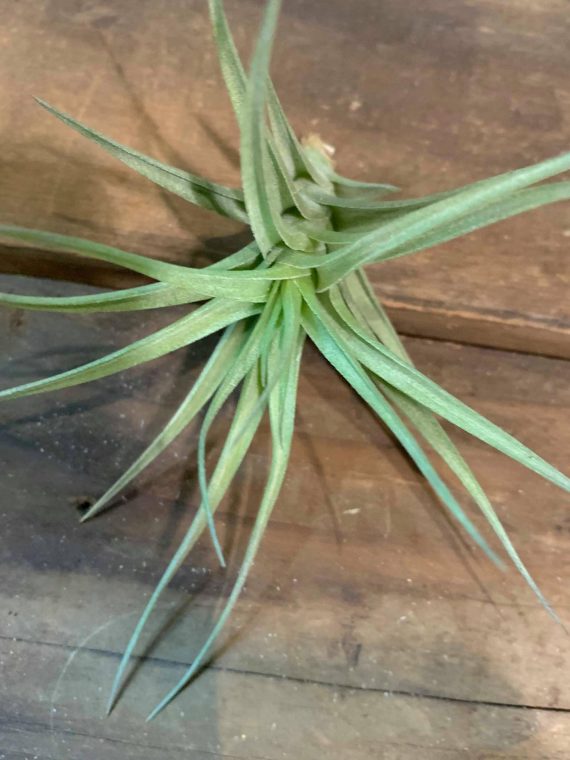 Tillandsia bergeri