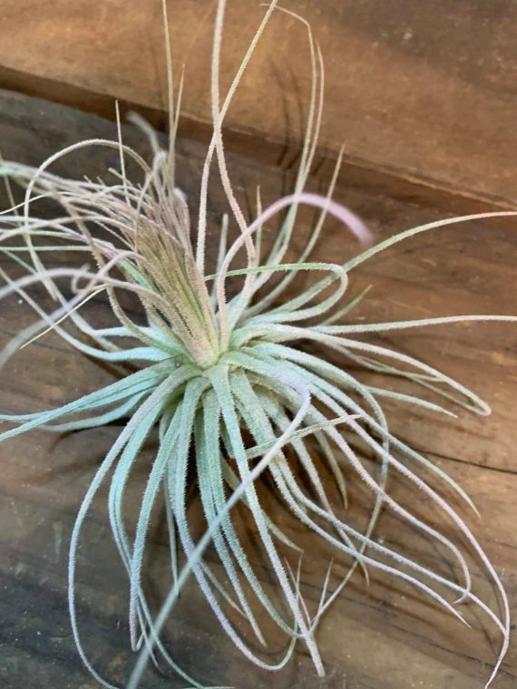 Tillandsia magnuiana