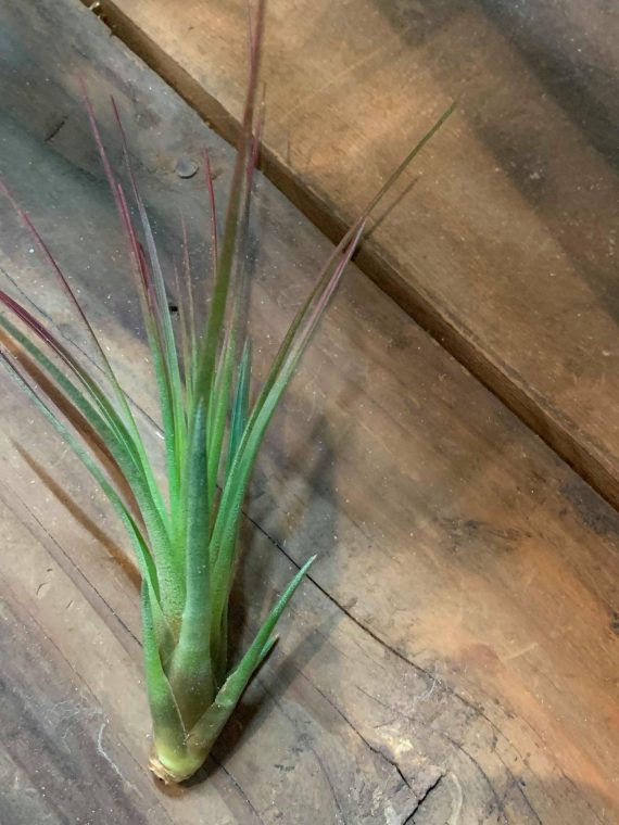 Tillandsia melano