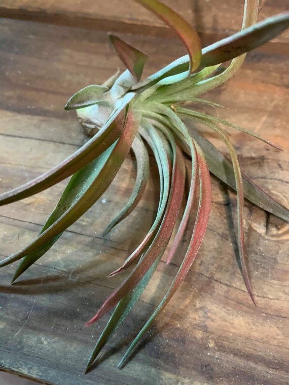 Tillandsia velutina