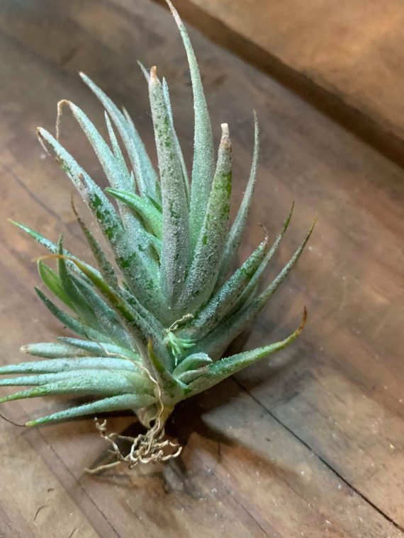 Tillandsia lolicea