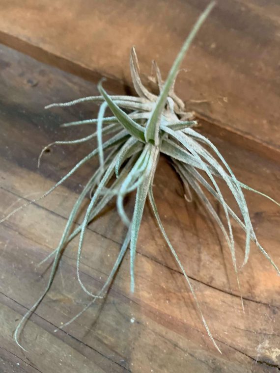 Tillandsia elhersiana