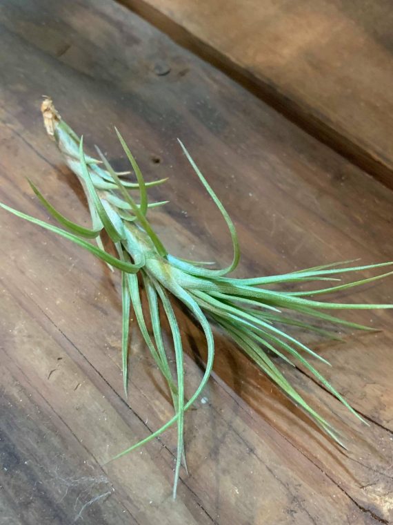 Tillandsia araujei