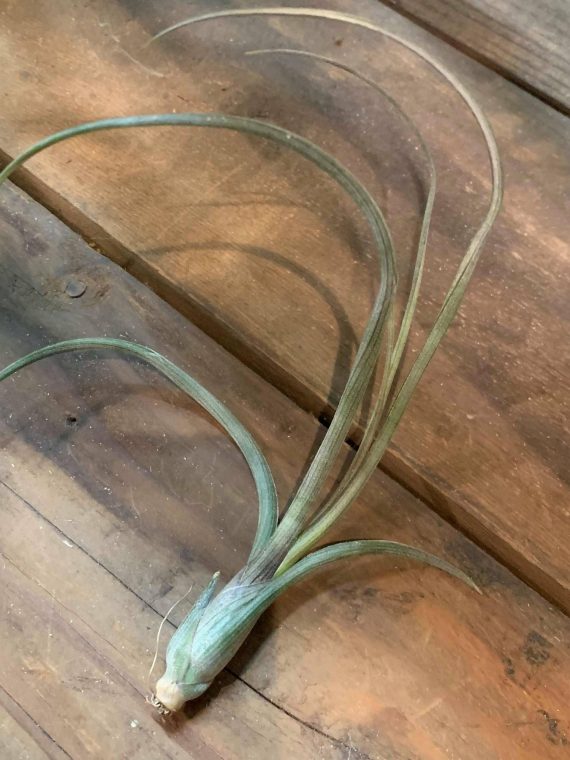 Tillandsia baileyi