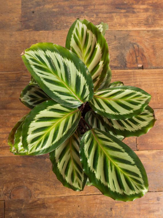 Calathea Roseopicta ‘Cora’