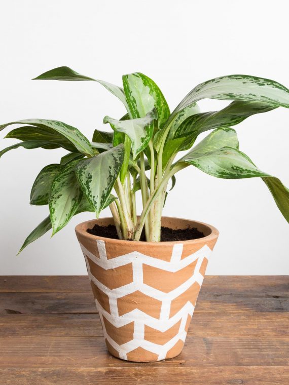 Chinese Evergreen ‘Silver Bay’