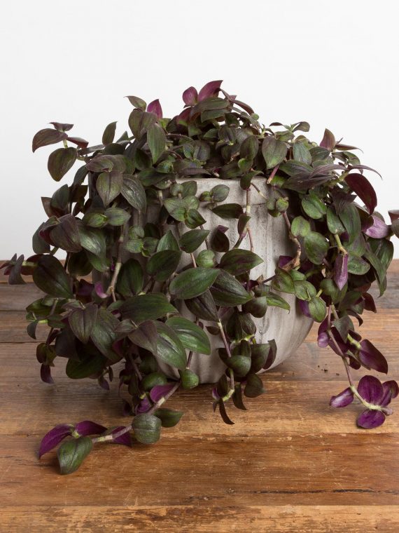 Tradescantia Purple