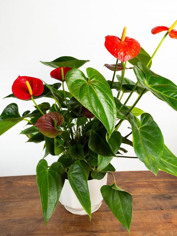 Anthurium “Flamingo Flowers”