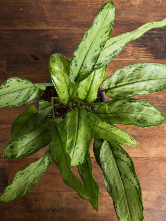 Chinese Evergreen ‘Cutlass’