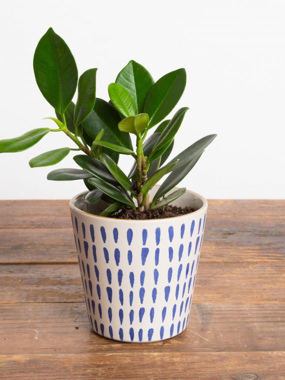 Ficus ‘Mini Rubber’