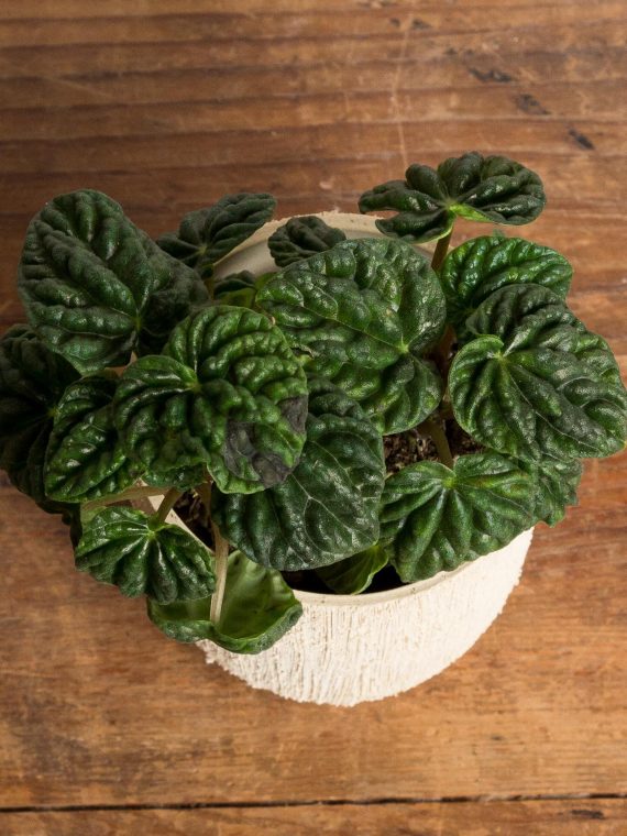 Peperomia ‘Emerald Ripple’