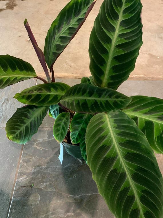 Calathea warscewiczii