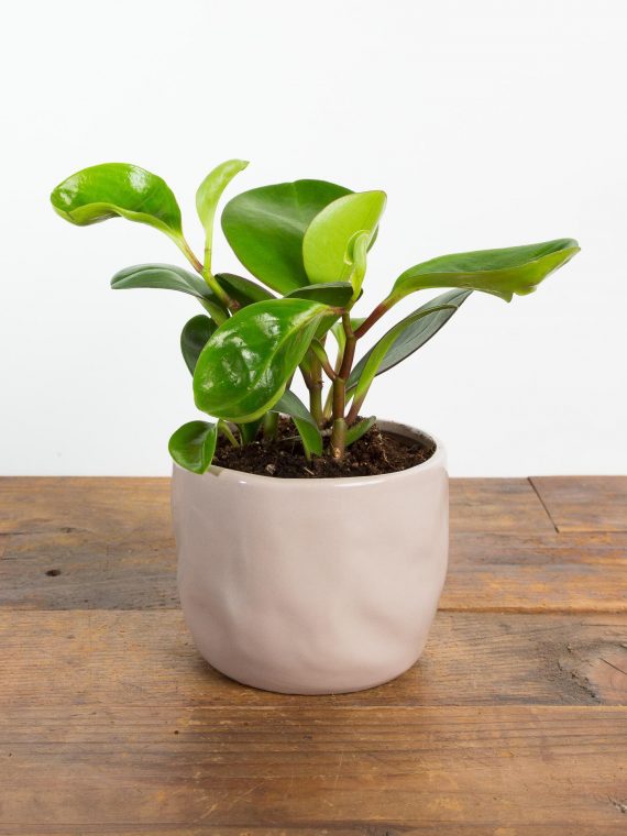 American Baby Rubber Plant