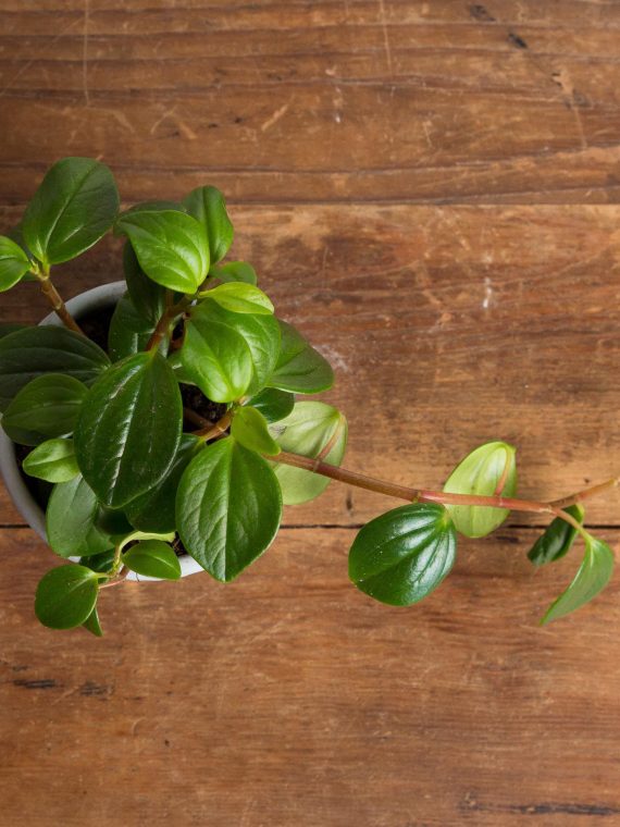 Peperomia ‘Glabella’