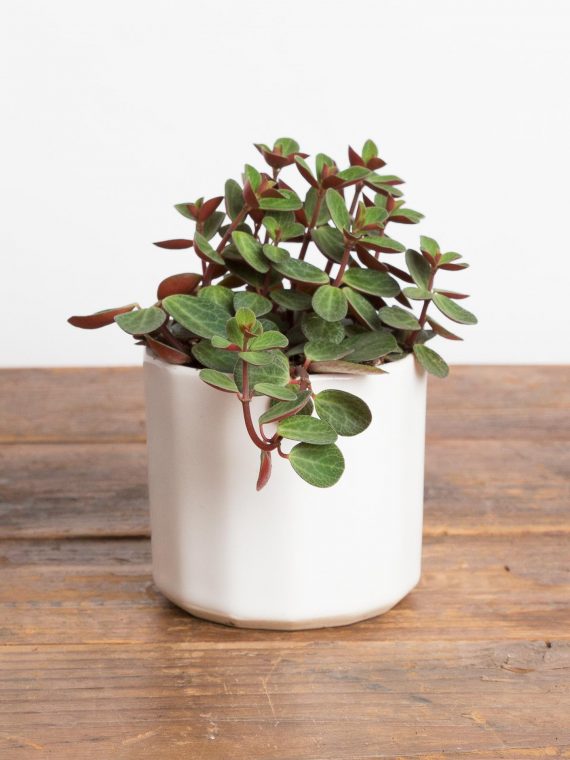 Peperomia ‘Rubella’