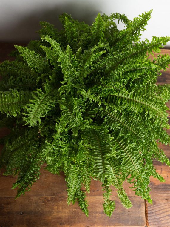 Fern ‘Fishtail Boston’