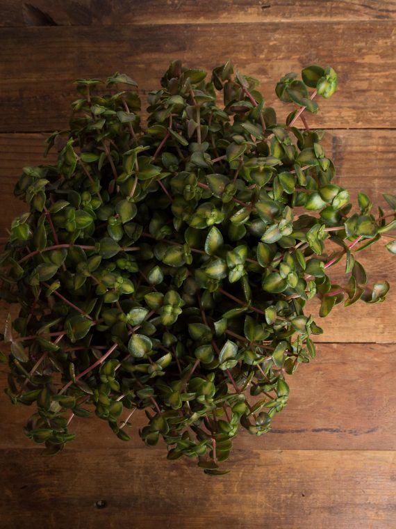 Crassula pellucida ‘Reverse Variegated’