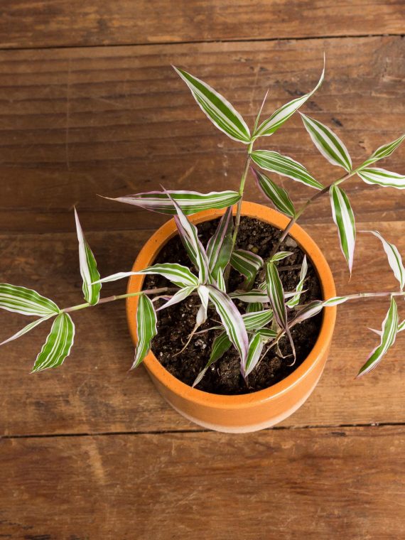 Basket Grass ‘Variegated’