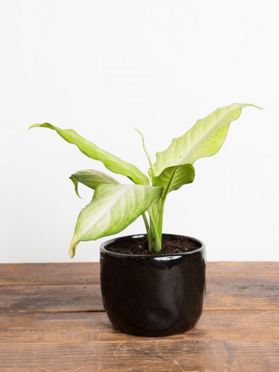 Dieffenbachia ‘Camouflage’