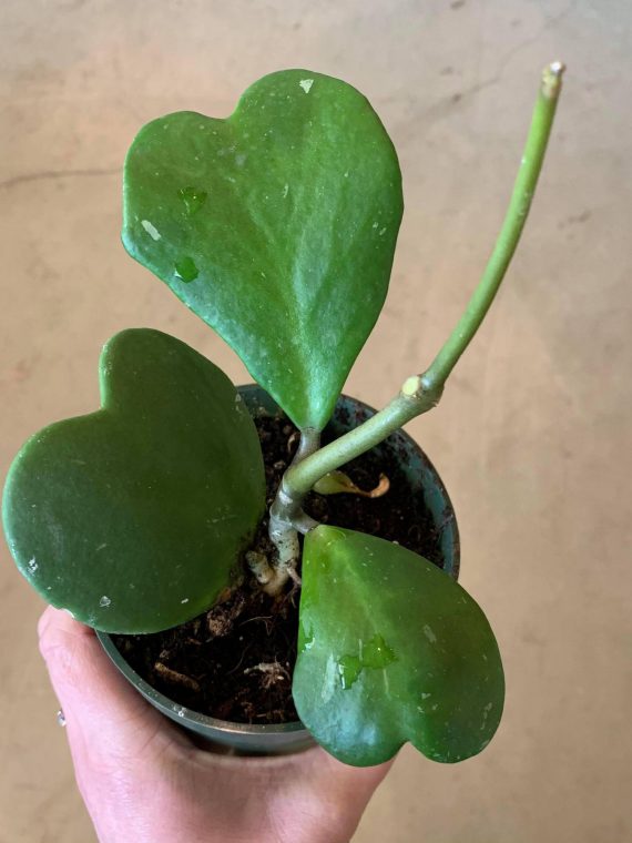 Hoya kerrii (FULL PLANT)