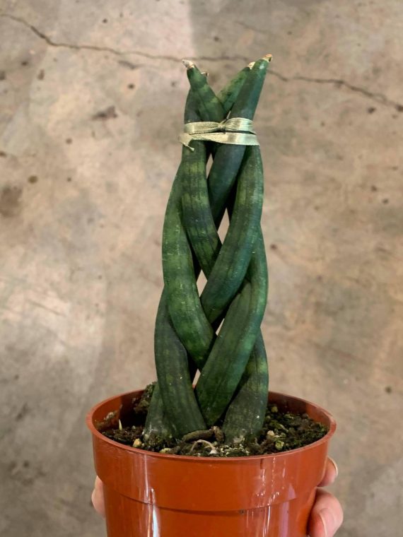 Snake Plant ‘Fernwood Braided’