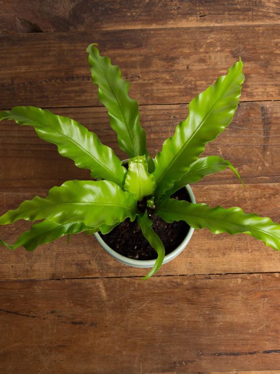 Birds Nest Fern ‘Victorian’