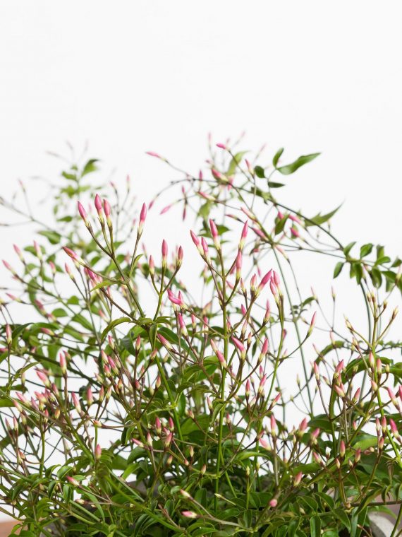 Jasmine ‘Flowering’