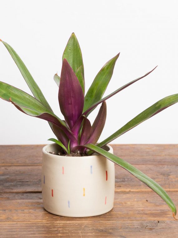 Tradescantia ‘Moses in a Basket’