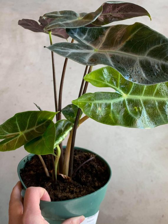 Alocasia ‘Ebony’