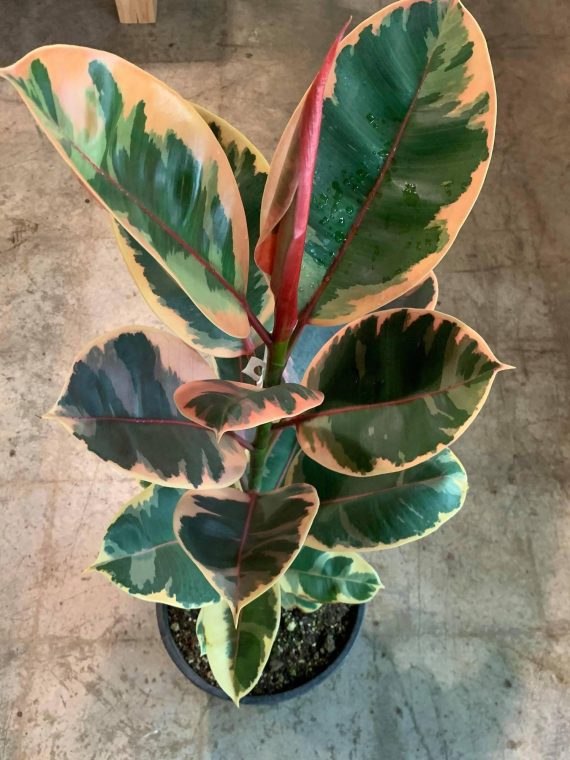 Rubber Tree ‘Ruby’