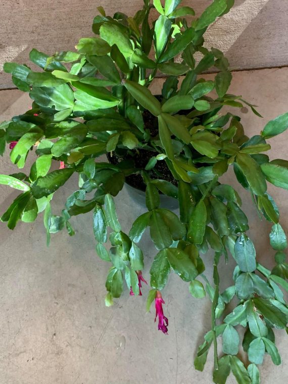 Easter Cactus