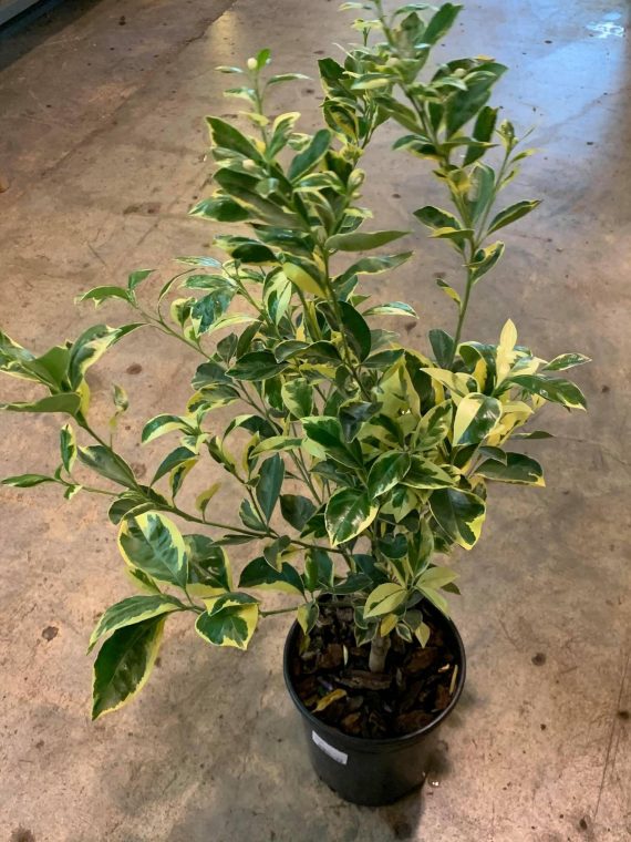 Orange Tree ‘Calamondin Variegated’