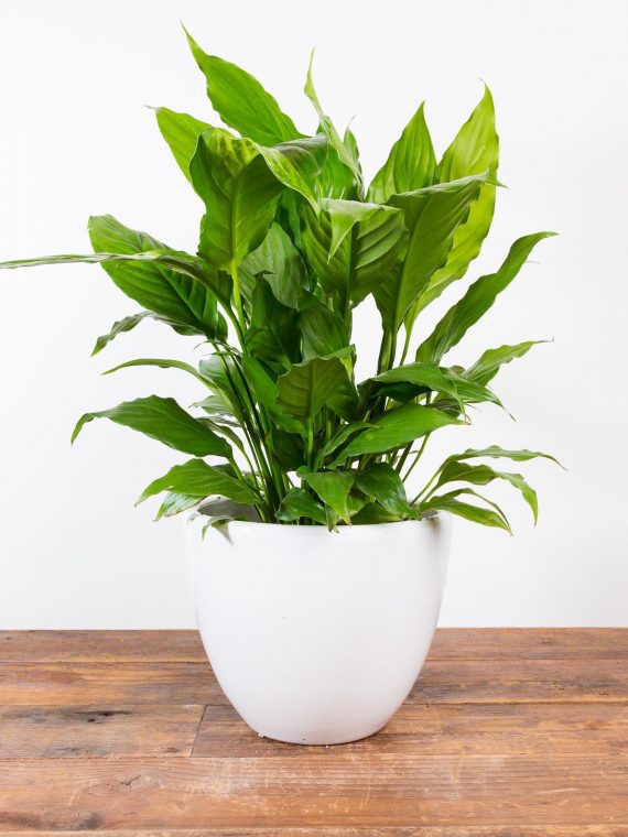 Peace Lily ‘Alpha’