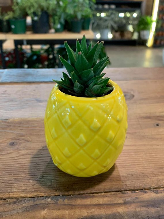 Pineapple Planter