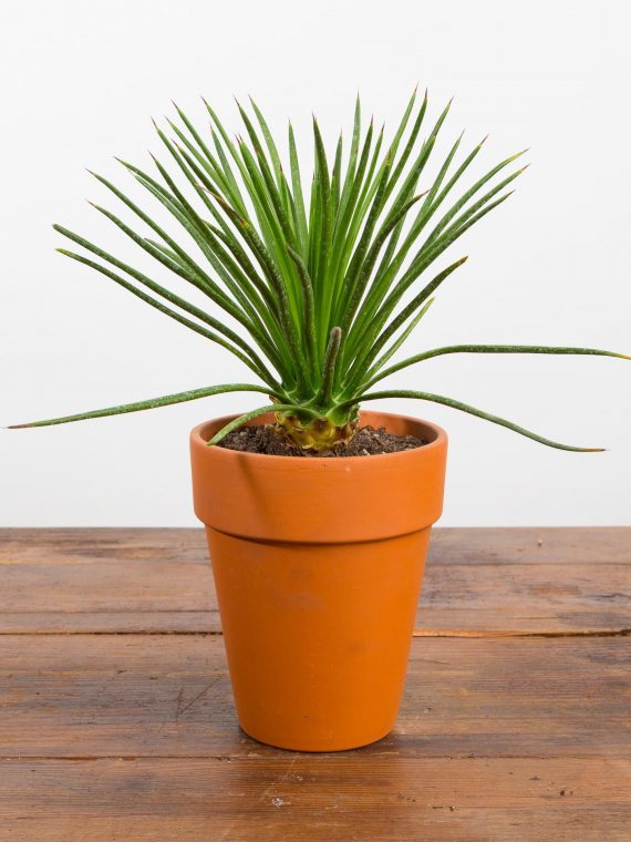 Twin Flowered Agave