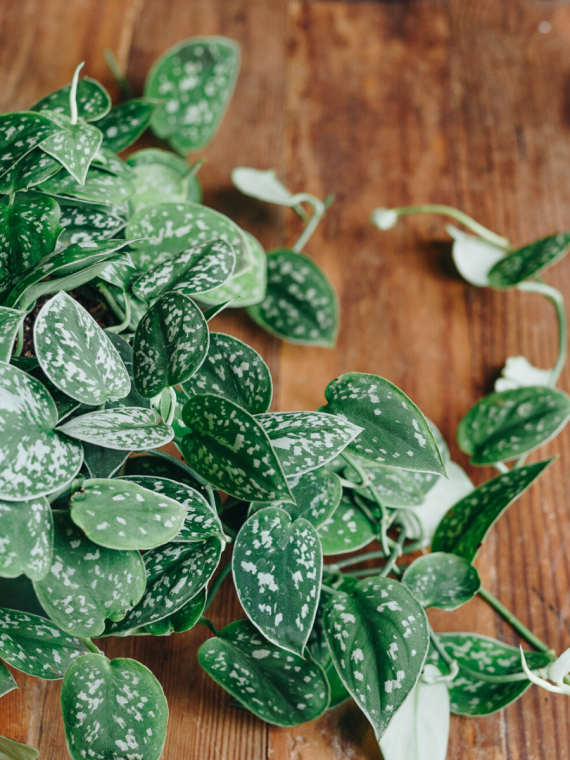 Silver/Satin Pothos