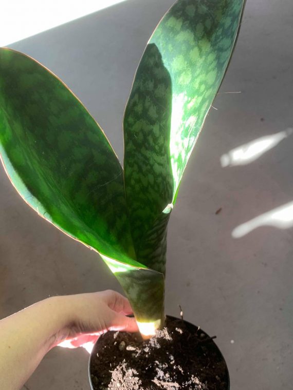 Snake Plant ‘Whale Fin’